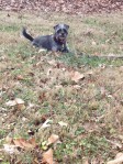 dog playing in leaves puppy photo